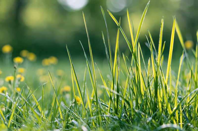 Tall green grass blades rising from ground level in a sunlit meadow with blurred yellow flowers in background