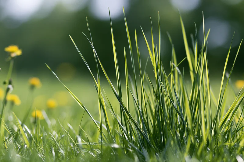 Tall green grass blades rising from ground level in a sunlit meadow