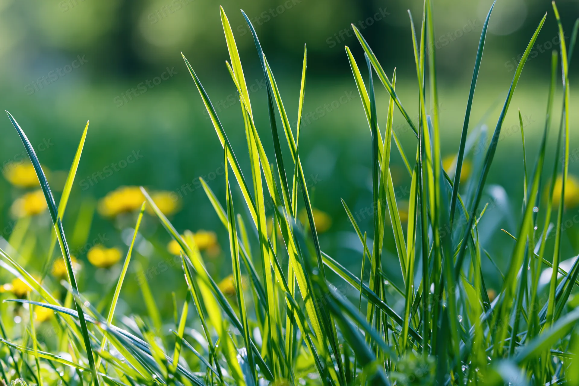 Tall green grass blades rising from ground level in a sunlit meadow