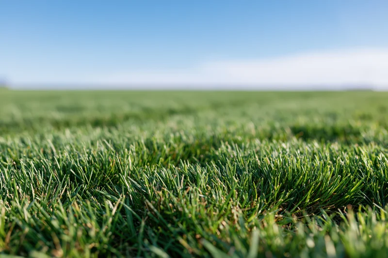 Close-up ground-level view of freshly mowed grass in a field under clear blue sky