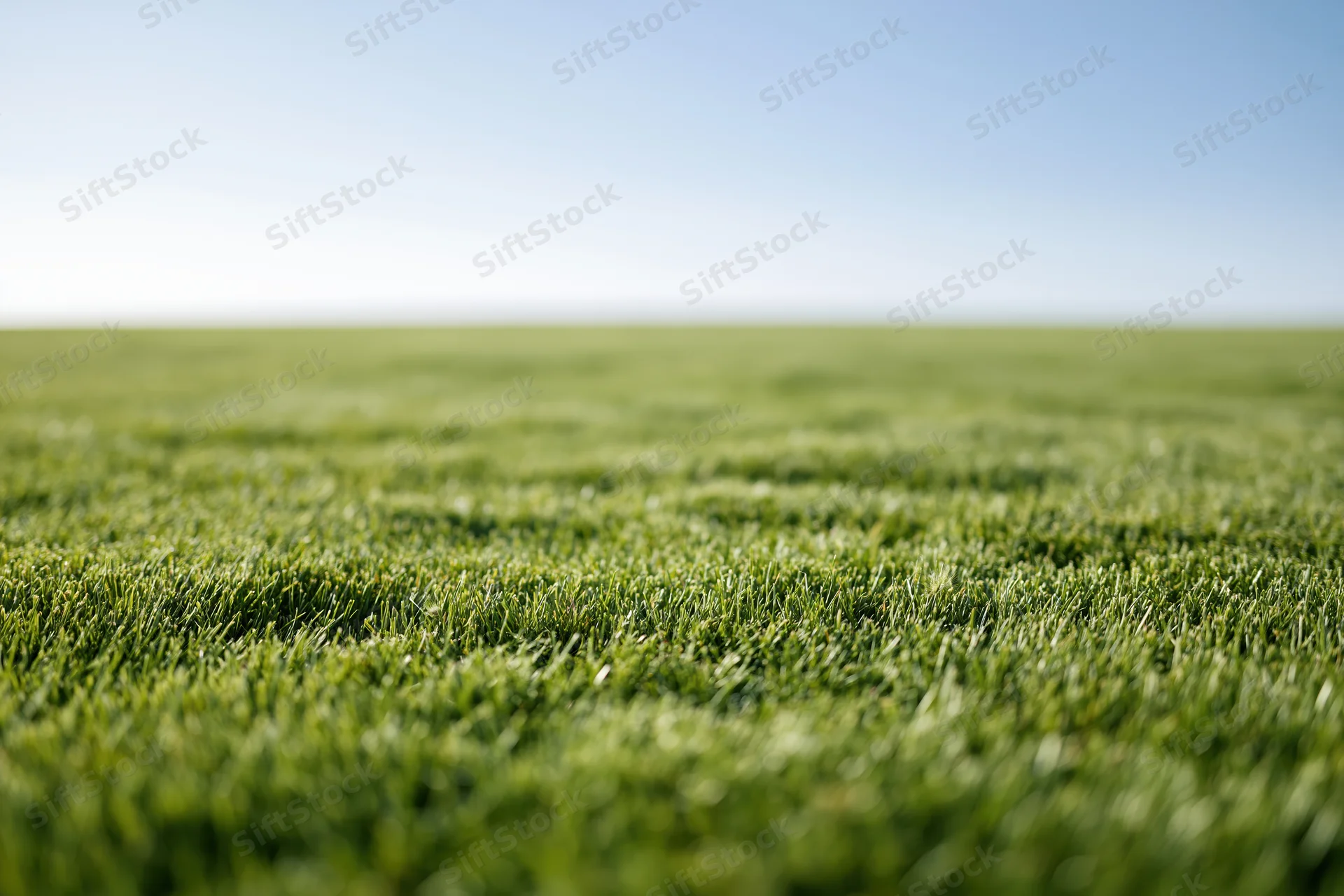 Close-up view of freshly mowed green grass in an open field under clear sky