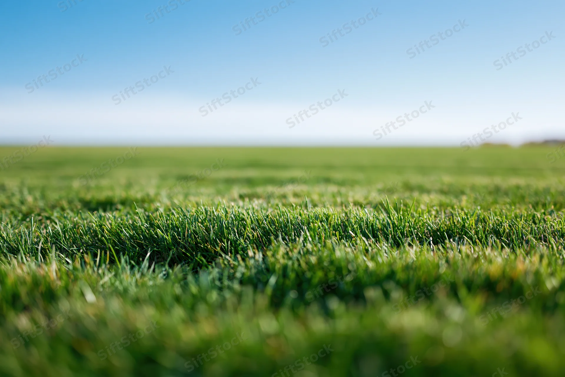 Close-up ground-level view of freshly mowed grass field under clear blue sky