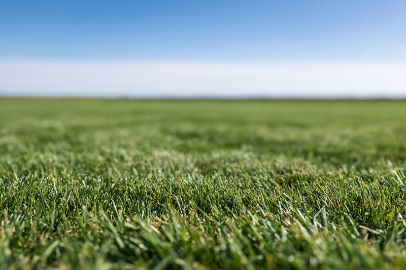 Close-up ground-level view of freshly mowed grass field under clear blue sky