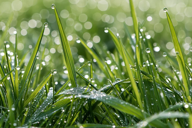 Close-up of green grass blades covered in dew drops under morning sunlight with bokeh background