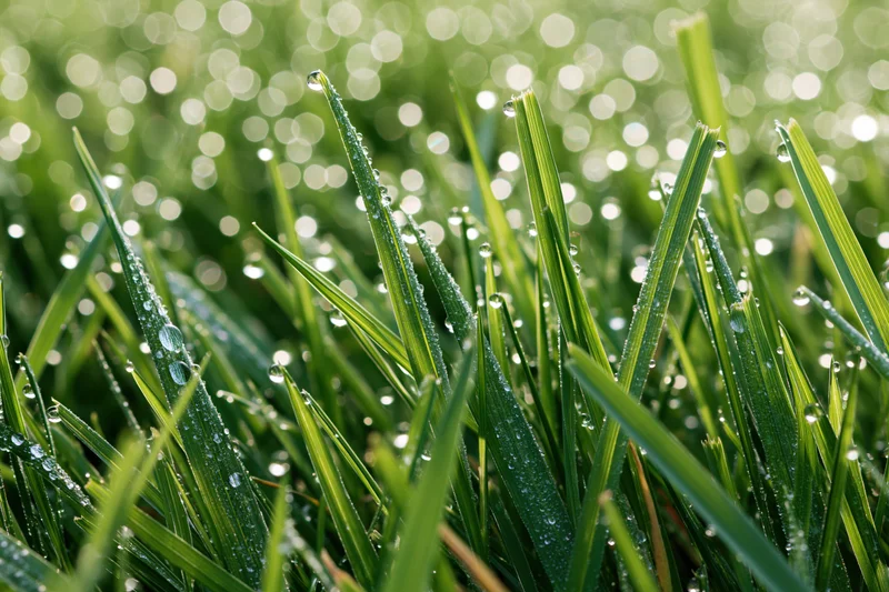 Close-up of green grass blades covered in dew drops under morning sunlight with bokeh background