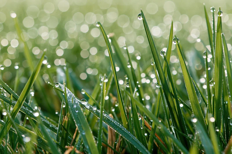 Close-up of green grass blades covered in dew drops with bokeh background