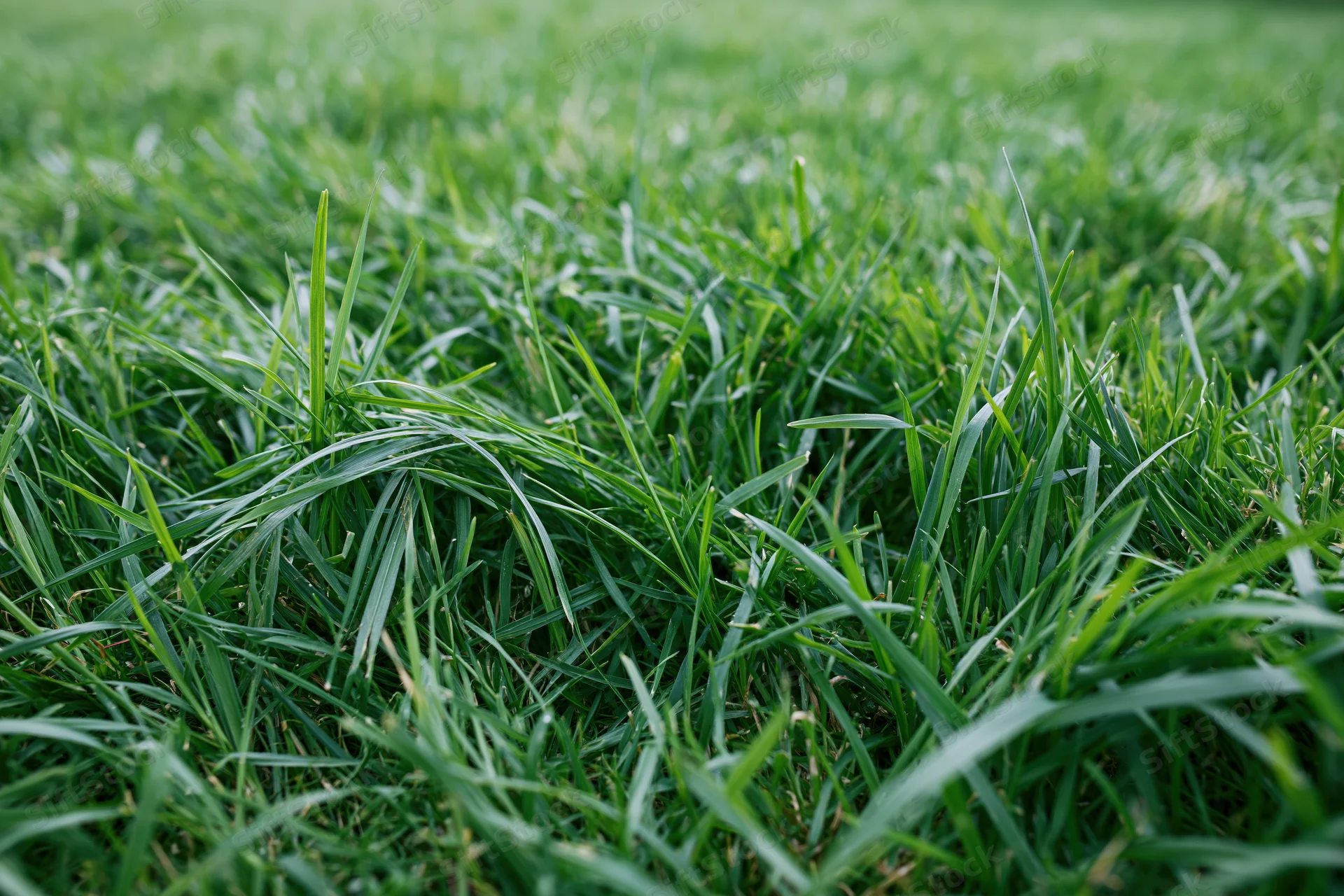 Dense green grass blades in uneven lawn viewed from ground level