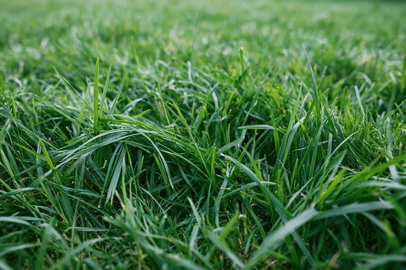 Dense green grass blades in uneven lawn viewed from ground level