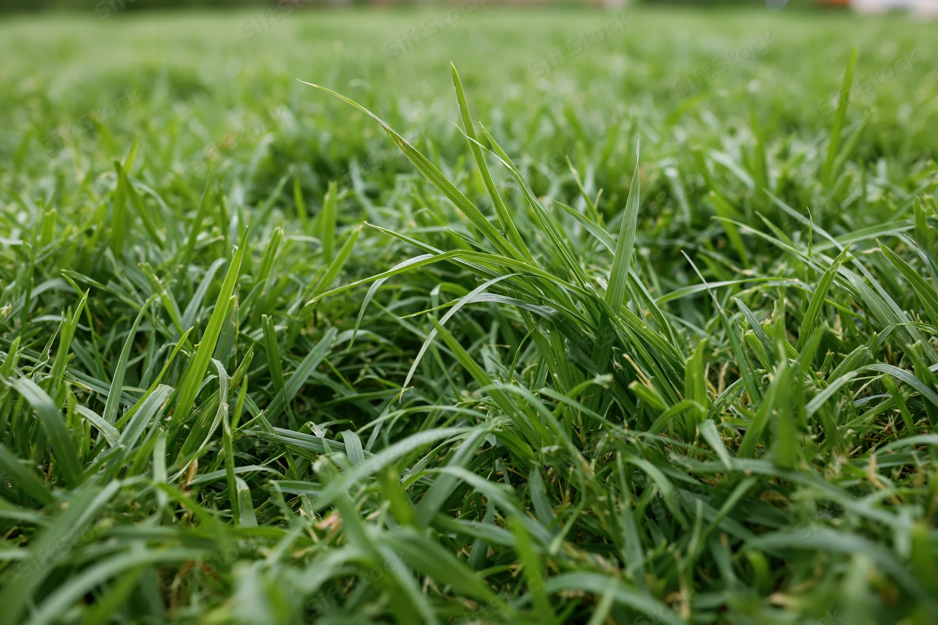 Close-up of dense green grass blades on a lawn ground surface