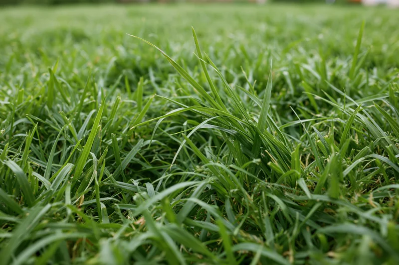 Close-up of dense green grass blades on a lawn ground surface