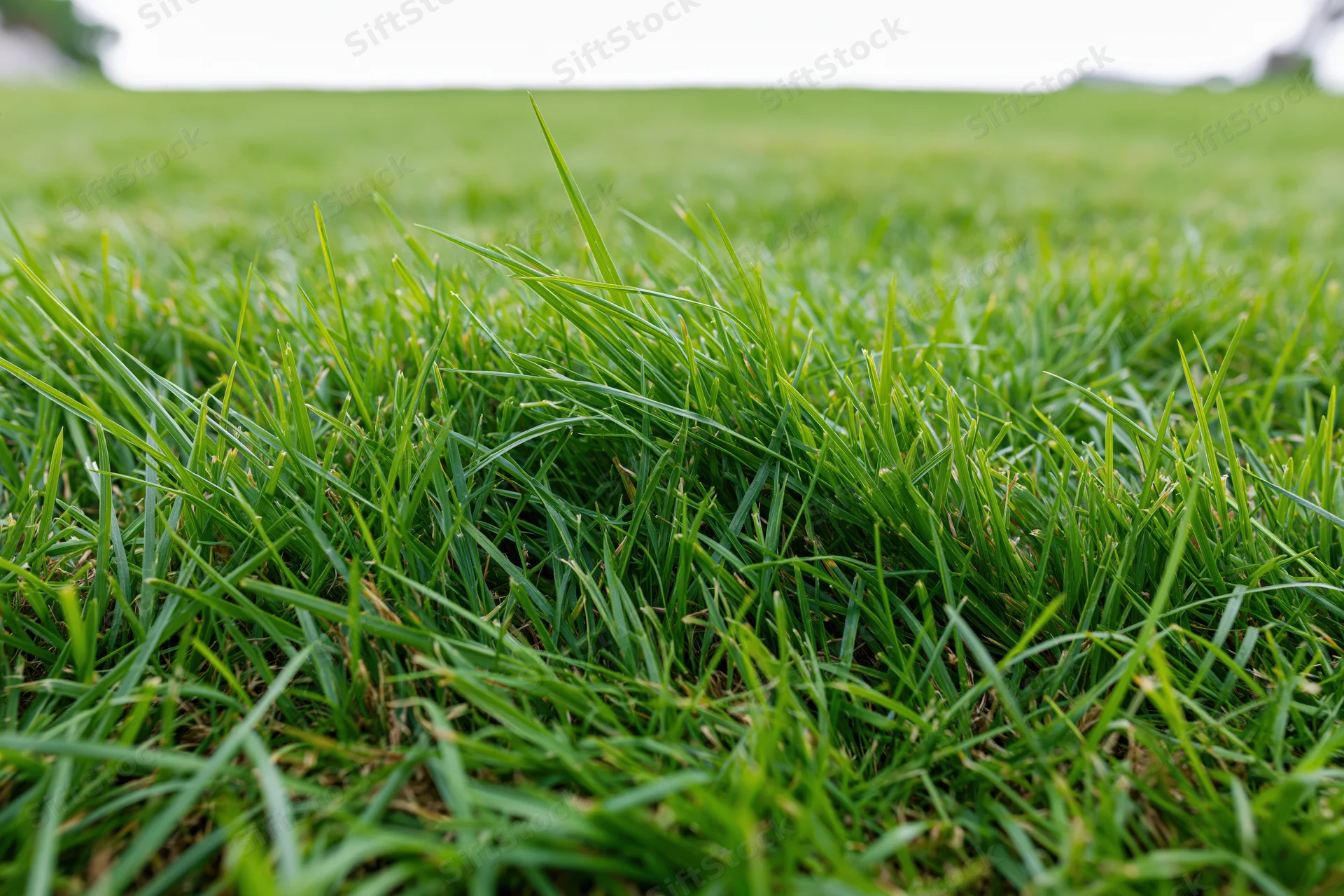 Close-up ground-level view of dense slightly uneven green lawn grass in a natural outdoor setting