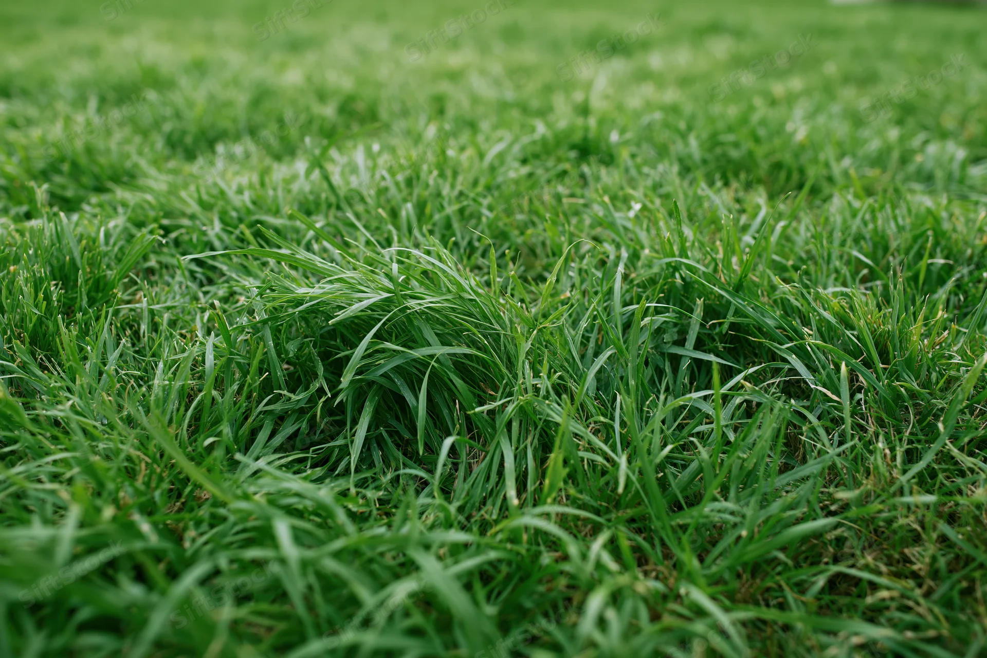 Dense green grass blades growing unevenly across a lawn surface