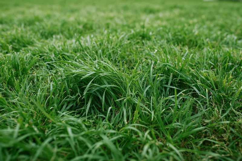 Dense green grass blades growing unevenly across a lawn surface