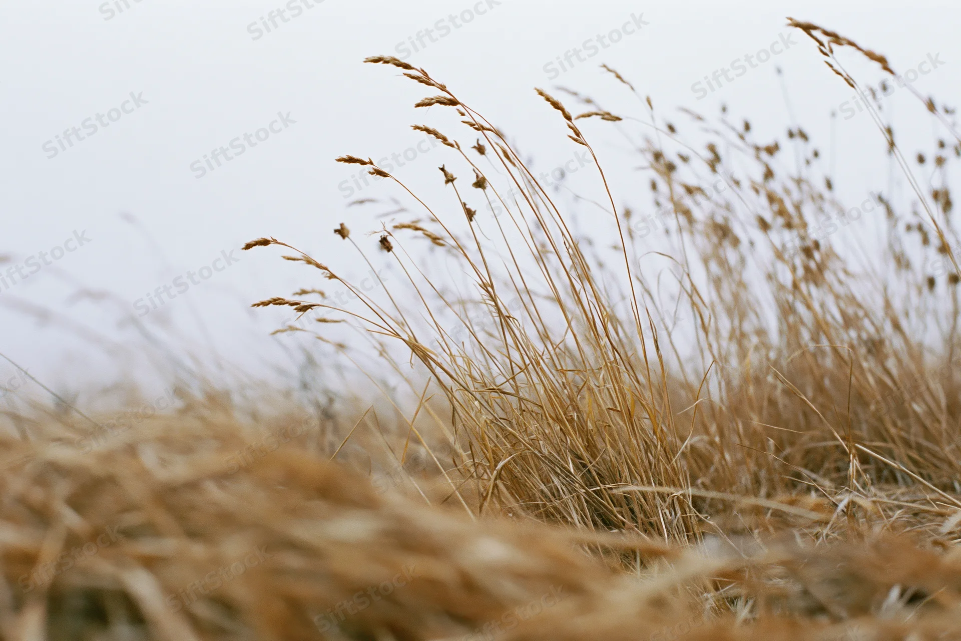 Dry wild grass with seedheads swaying in wind at ground level in a field
