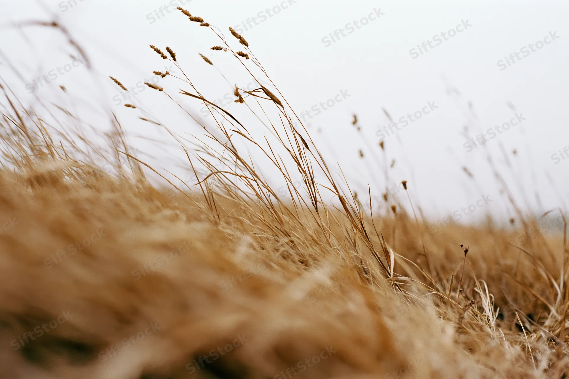 Dry wild grass with seedheads swaying in wind at ground level in a field