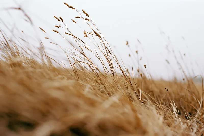 Dry wild grass with seedheads swaying in wind at ground level in a field