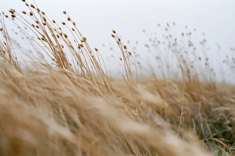 Dry wild grass with seed heads swaying in wind at ground level in a field