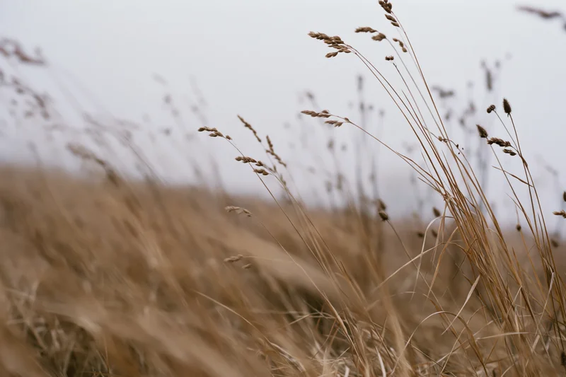 Dry wild grass with seedheads swaying in wind at ground level in a field