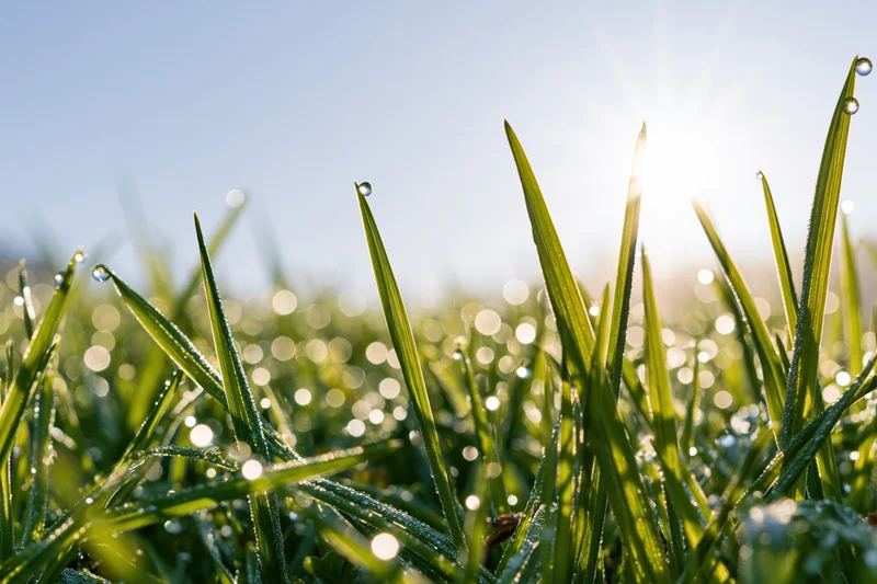 Close-up ground-level view of fresh green grass blades covered in dew droplets under morning sunlight