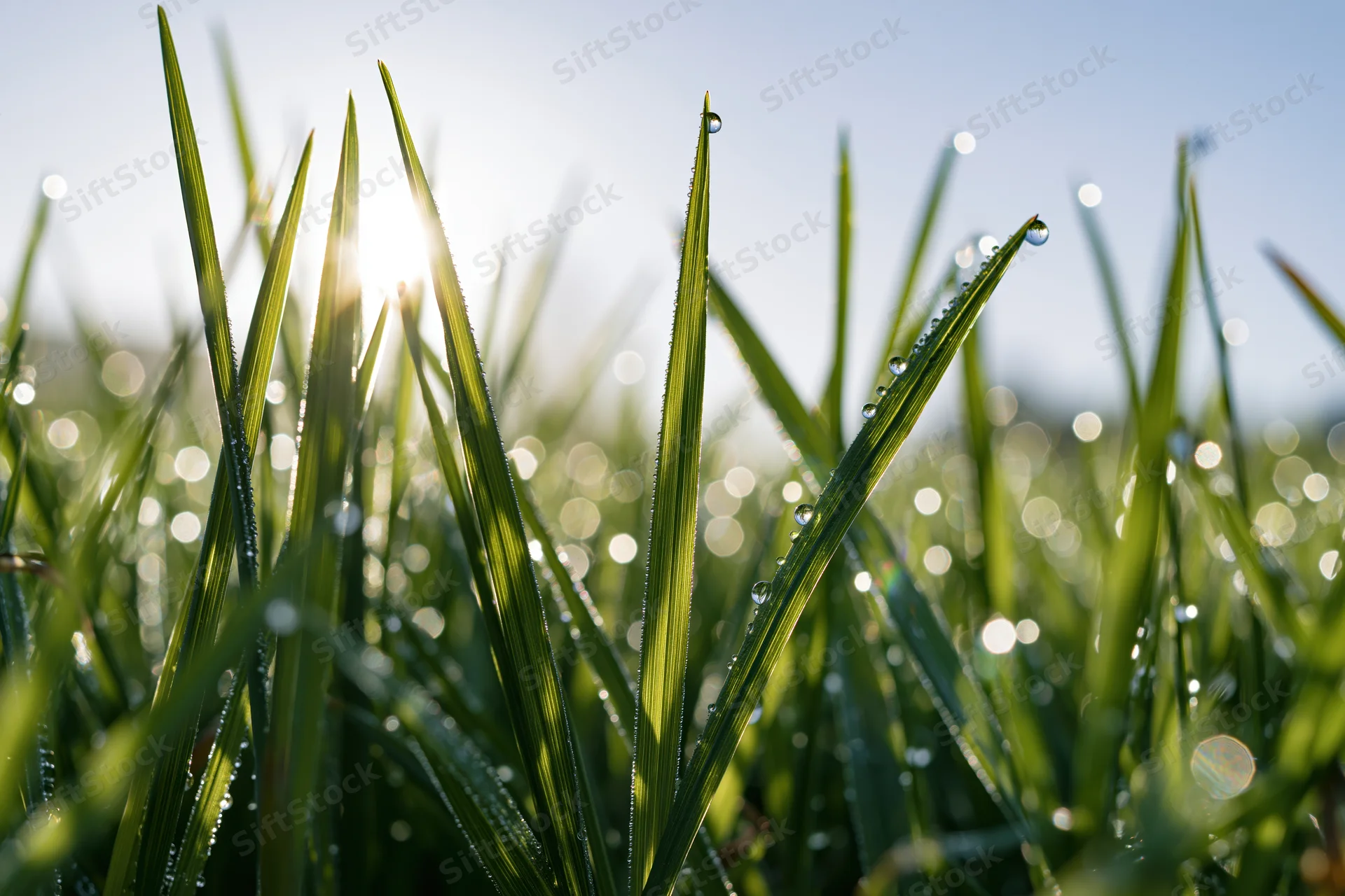 Close-up of fresh green grass blades with dew drops glistening in morning sunlight at ground level