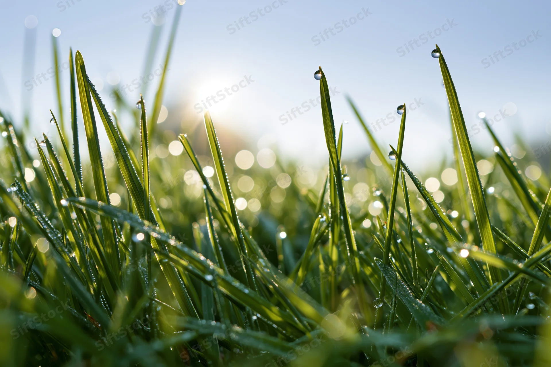 Close-up of green grass blades covered in dew drops under morning sunlight