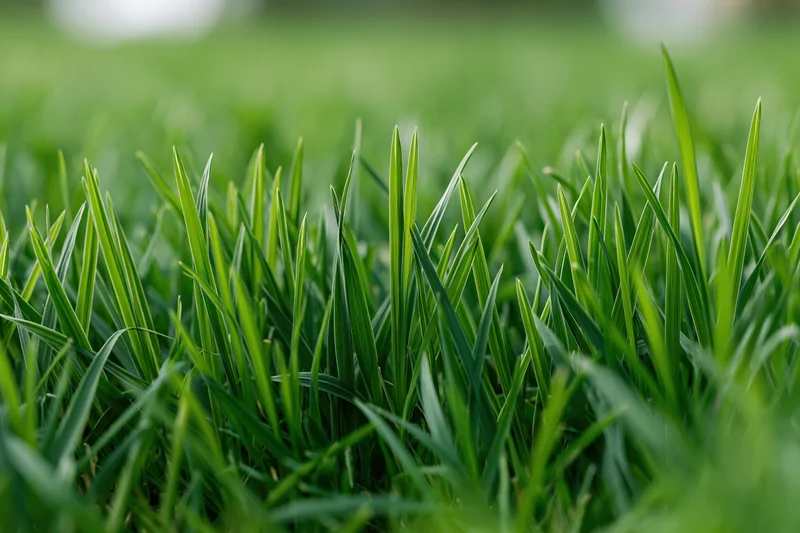 Close-up ground-level view of fresh green grass blades filling the frame with natural texture and shallow depth of field