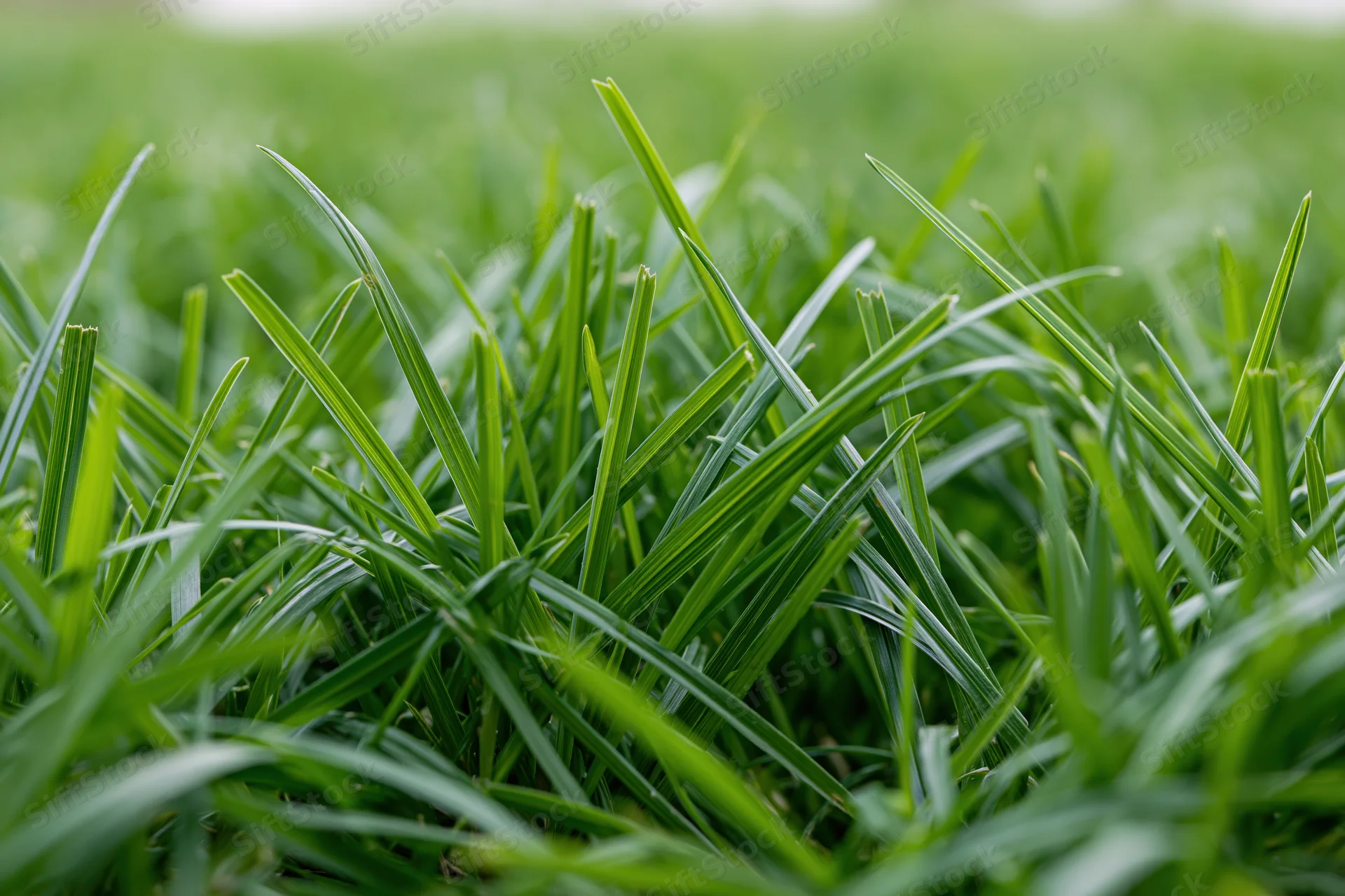 Close-up ground-level view of fresh green grass blades filling the frame