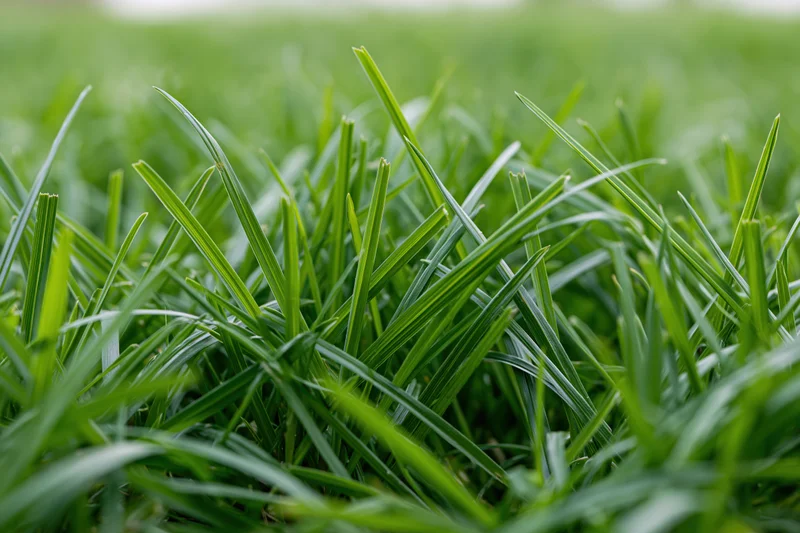 Close-up ground-level view of fresh green grass blades filling the frame
