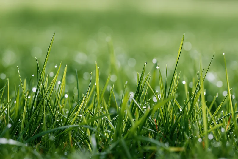 Close-up of fresh green grass blades with dew drops on a lawn in morning light