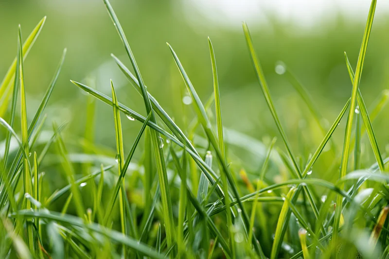 Close-up of fresh green grass blades with dew drops on them in a natural outdoor setting