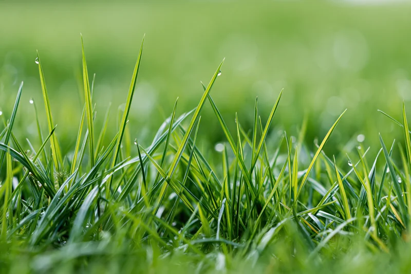 Close-up of fresh green grass blades with dew drops on a lawn in morning light