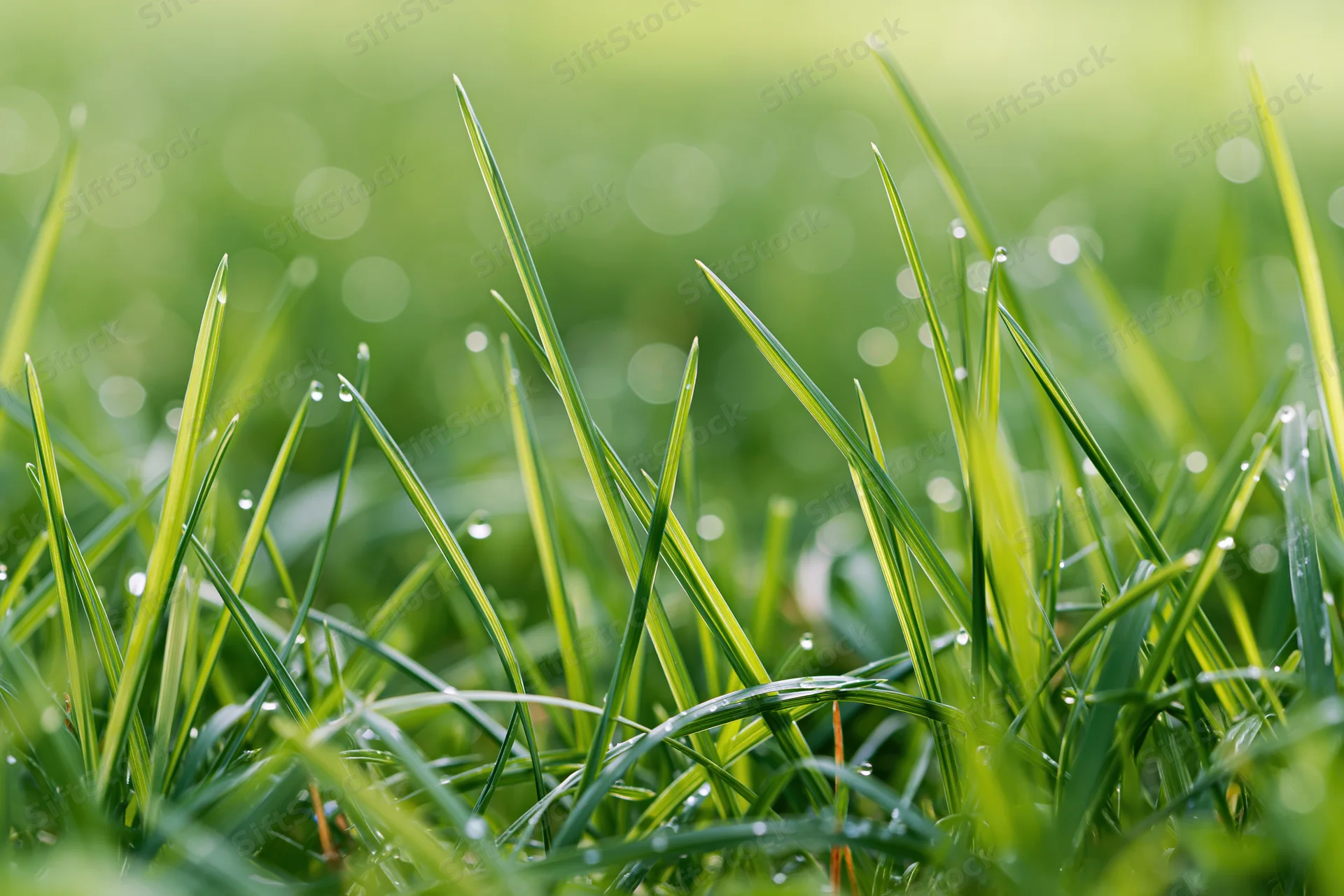 Close-up of fresh green grass blades with dew drops on them in a natural outdoor setting