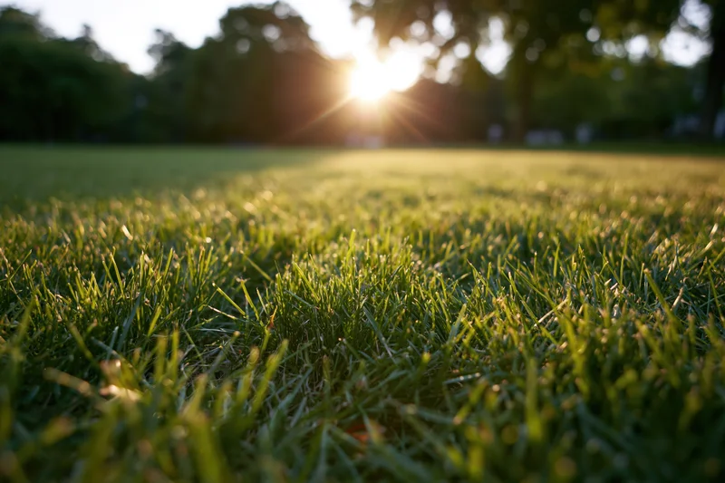 Close-up ground-level view of freshly cut green grass in a sunlit park with blurred trees in the background