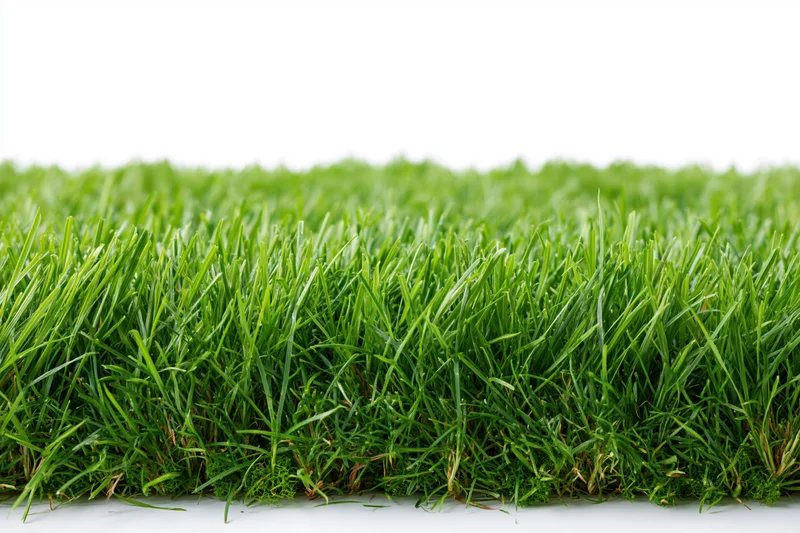 Dense neatly trimmed green grass viewed from low angle against white background
