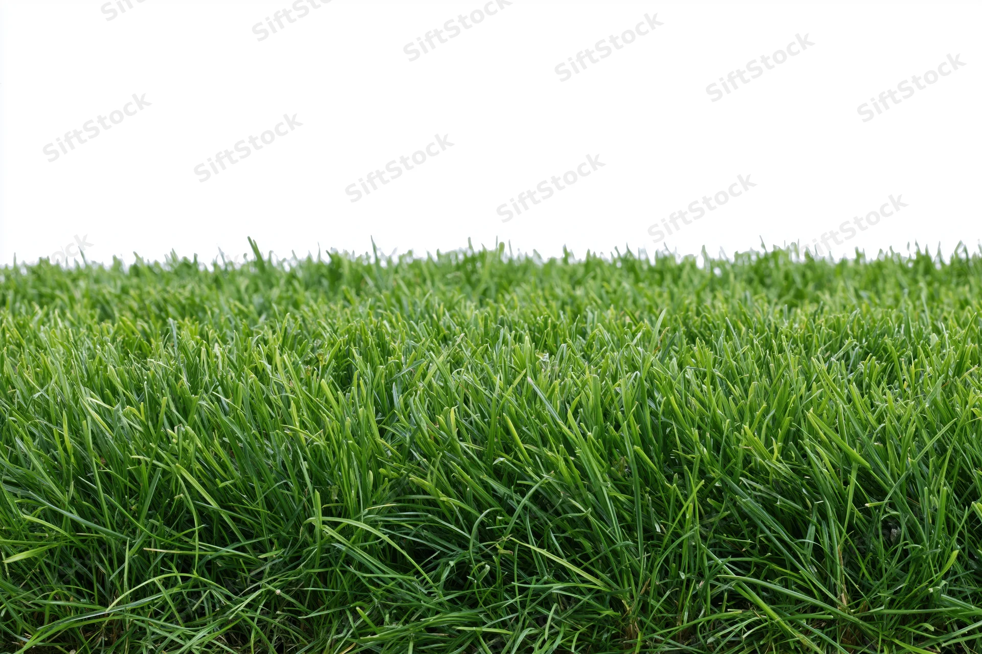 Dense neatly trimmed green grass viewed from low angle across a lawn