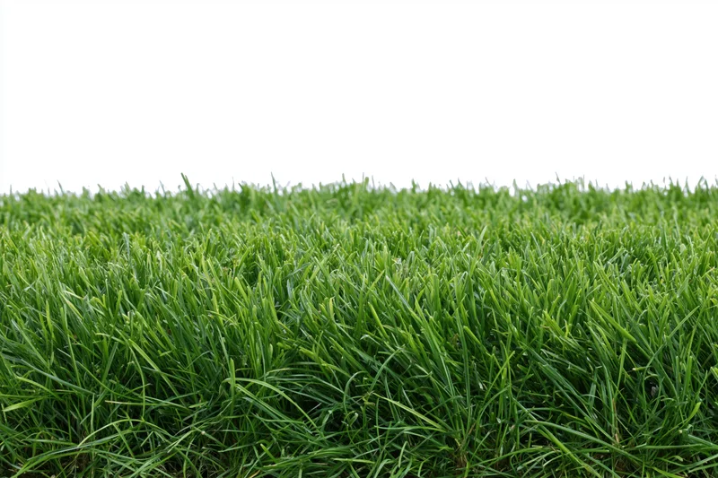 Dense neatly trimmed green grass viewed from low angle across a lawn