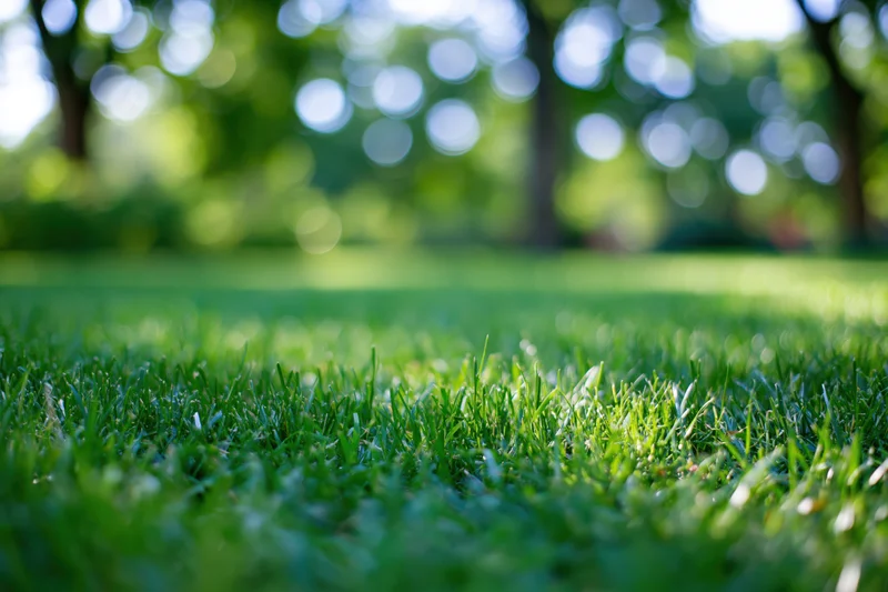 Close-up low-angle view of lush green grass in a sunlit park with blurred trees in the background