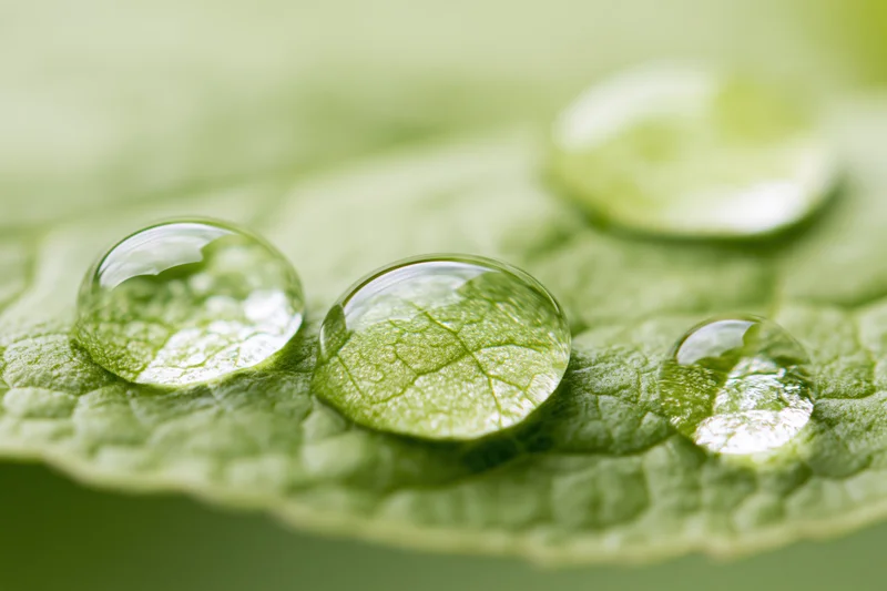 Water droplets resting on a green leaf surface in macro closeup