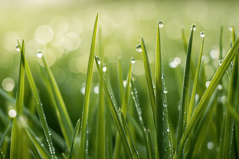 Close-up of fresh green grass blades covered in dew droplets with bokeh background