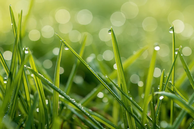 Close-up of green grass blades with water droplets in morning light