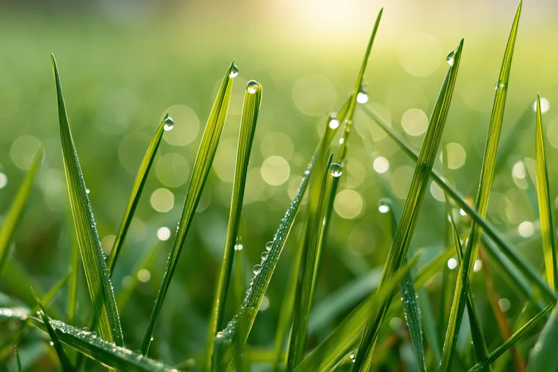 Close-up of green grass blades with dew drops in morning sunlight
