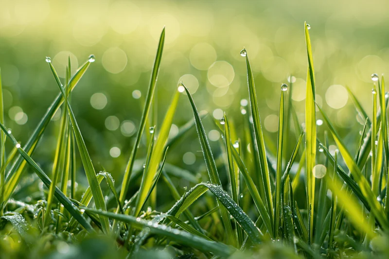 Close-up of green grass blades covered in dew drops under morning sunlight