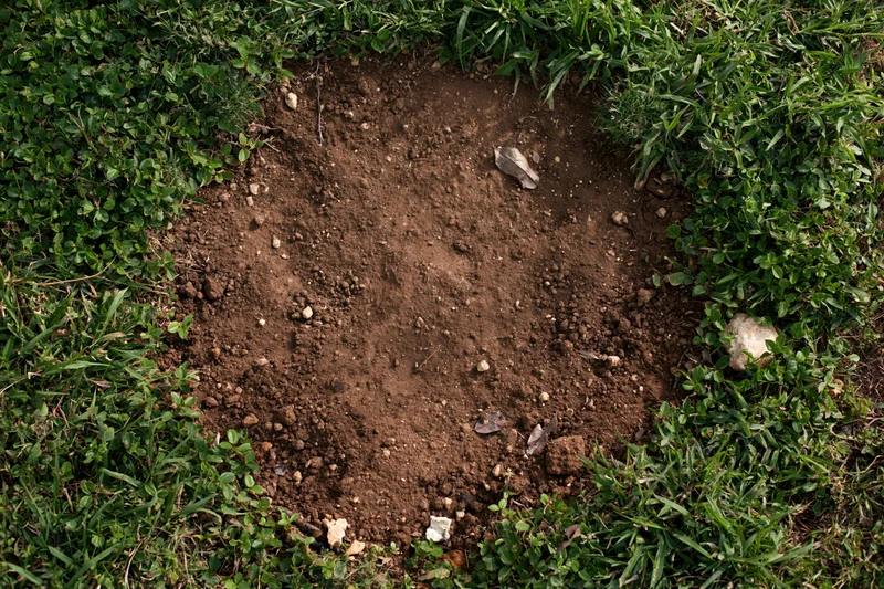Bare dry soil patch surrounded by green grass and low foliage in a garden setting