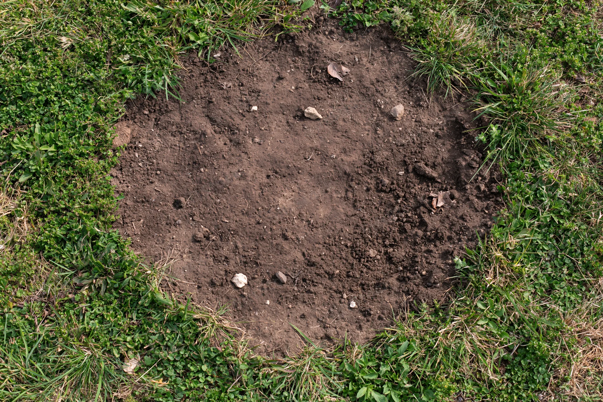 Bare dry soil patch surrounded by green grass in a lawn setting