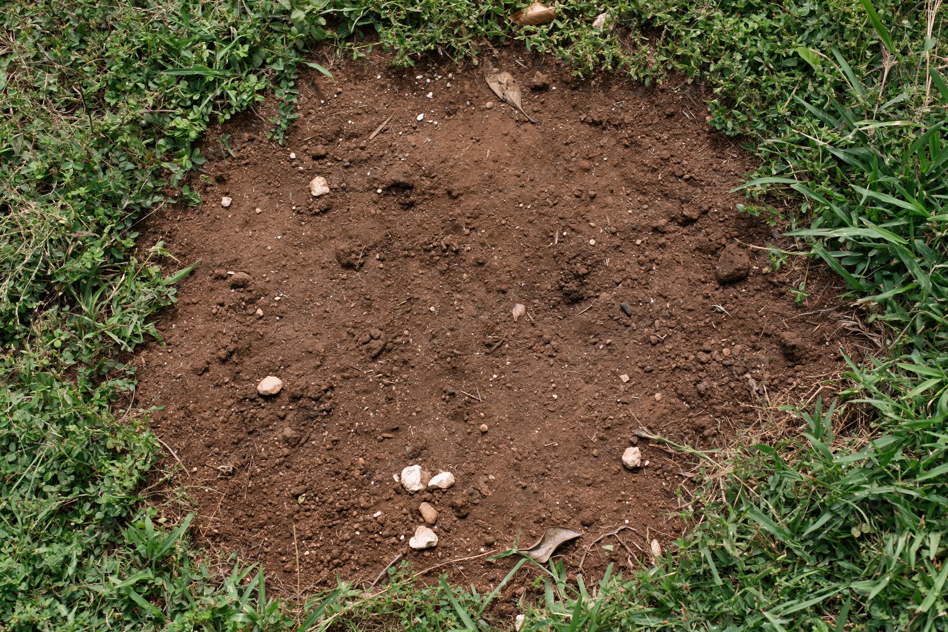 Bare dry soil patch surrounded by green grass and vegetation in a garden setting