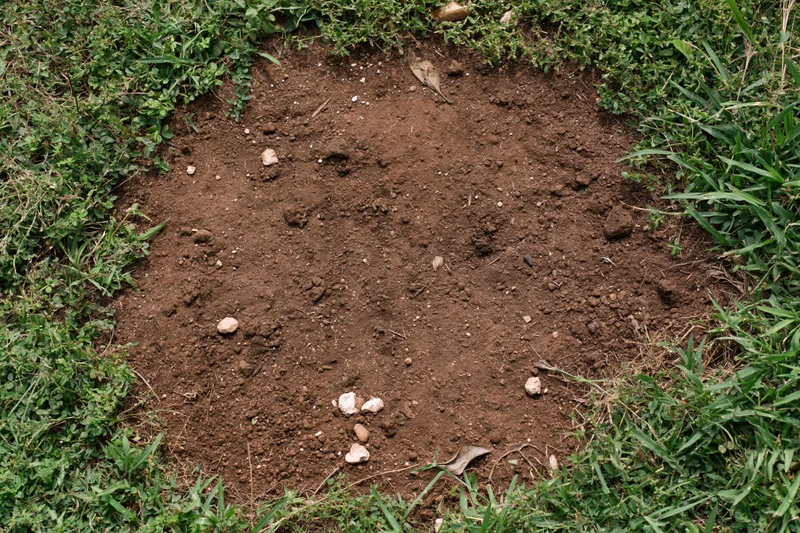 Bare dry soil patch surrounded by green grass and vegetation in a garden setting