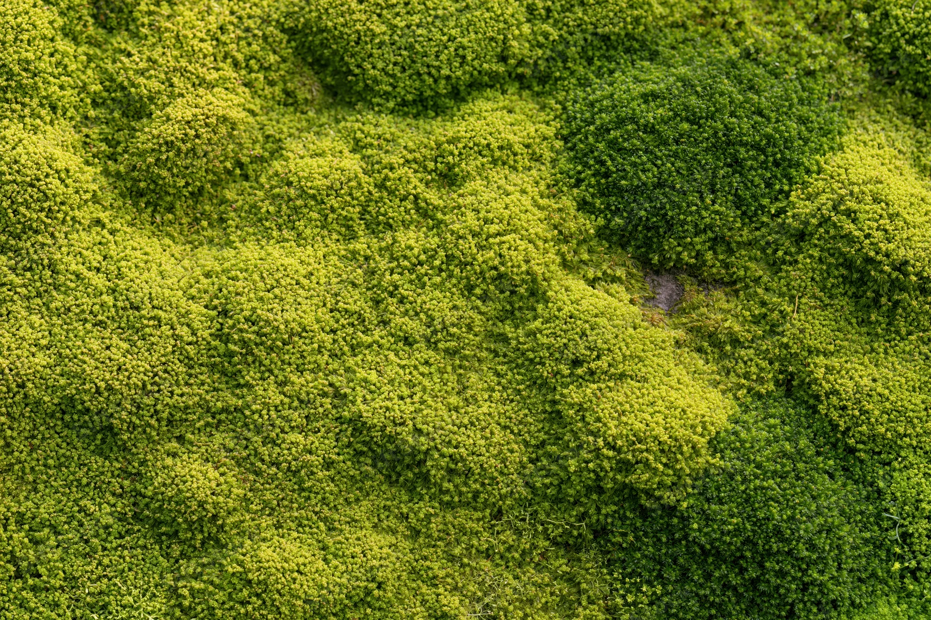 Dense green moss covering a surface in an overhead flat-lay view