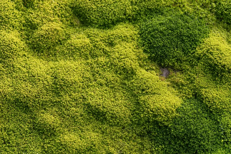 Dense green moss covering a surface in an overhead flat-lay view
