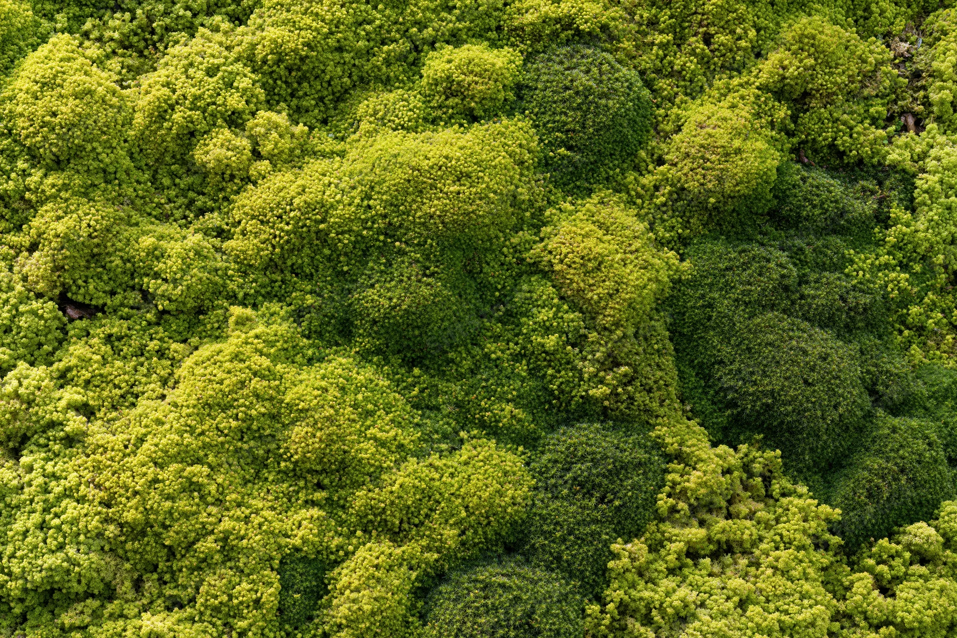 Dense green moss covering a surface in an overhead flat-lay view