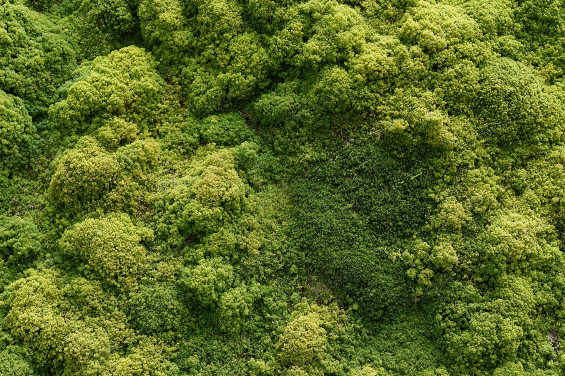 Dense green moss covering ground in overhead flat-lay view